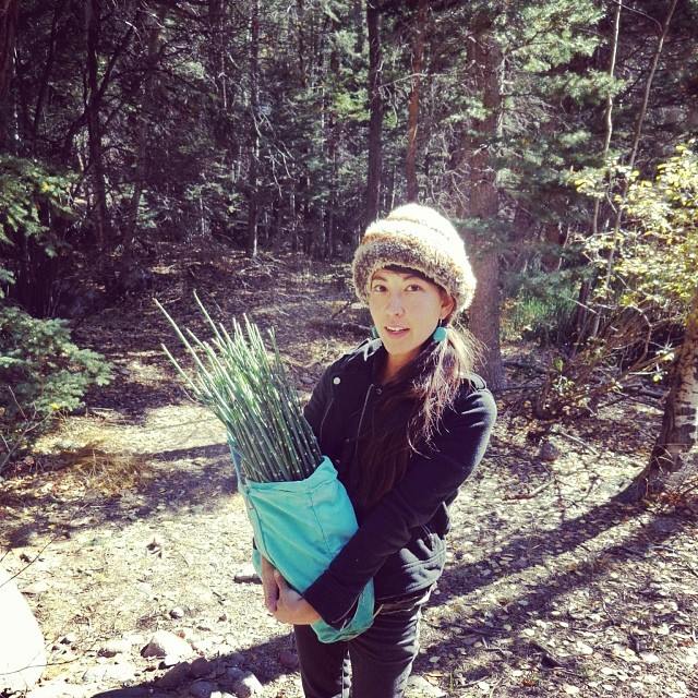 Horsetail Harvest