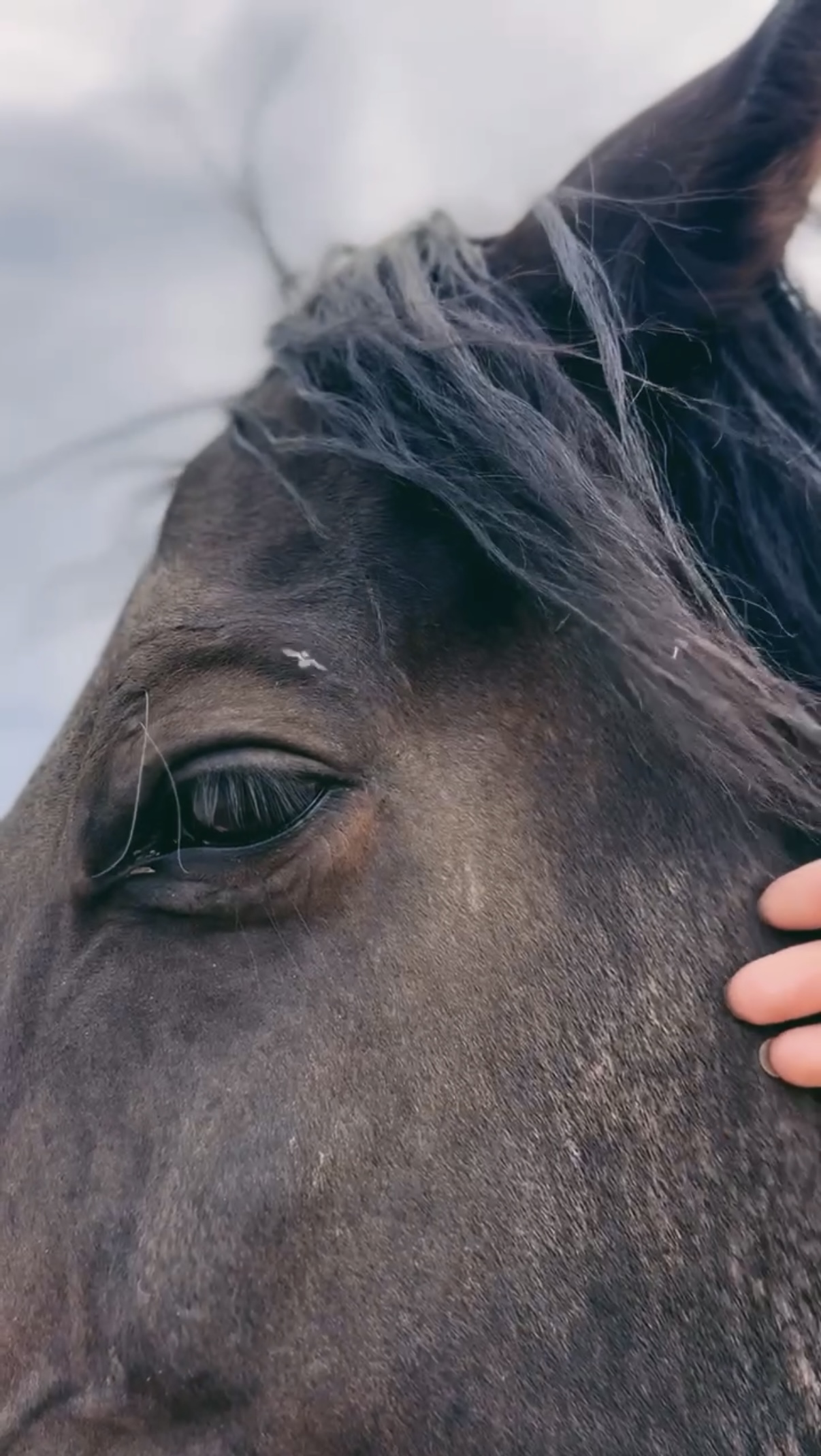 CUSTOM HORSE HAIR MUG - Image 4